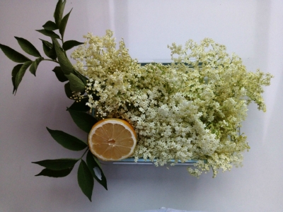 Holunderblüten